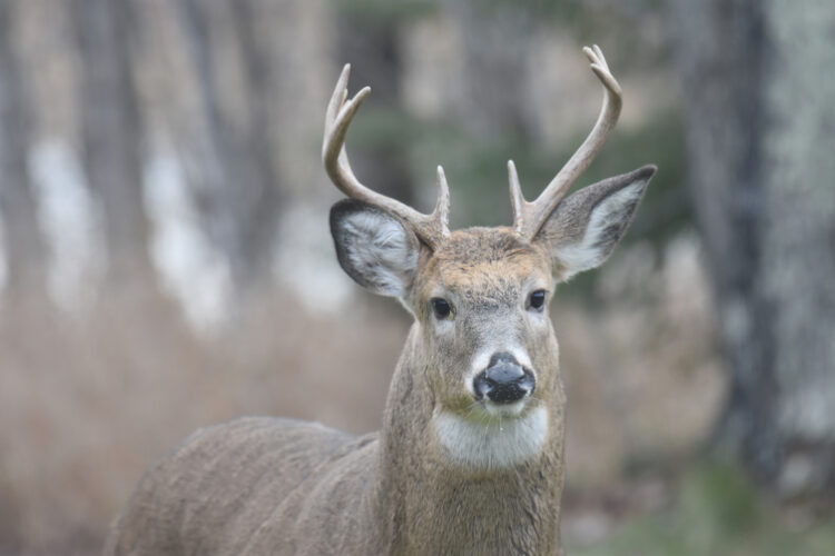 Warm, breezy weather predicted for Saturday’s firearm deer opener